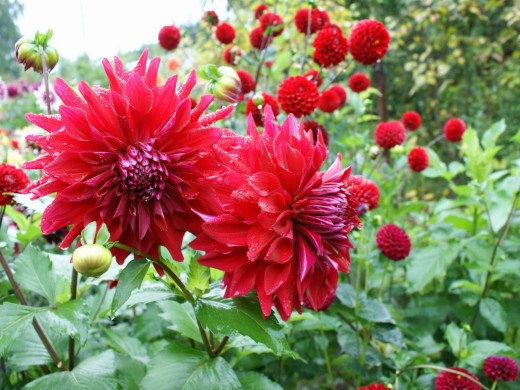 429550 (a): :1600x1200